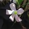 kiwi-karamel's avatar