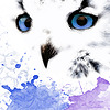Kleine-Nachteule's avatar