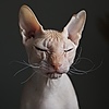 klppw775's avatar