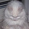 kofishblob's avatar