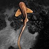 Komodododo's avatar