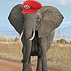 Kookaman25's avatar