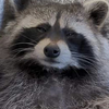 koolbro64's avatar