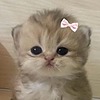 Koteenova's avatar