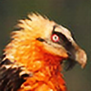 Krediath's avatar