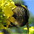kukkililikaali's avatar