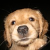 kundel0ve's avatar