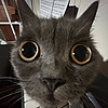 kvezrik's avatar