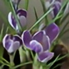 kwiatuszek09's avatar