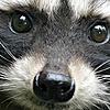laambsauce's avatar