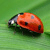 ladybirdingreenbox's avatar