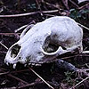 LadyKalliope's avatar