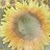ladysunflower's avatar