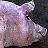 lalivagyok's avatar