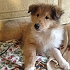 lassie223's avatar