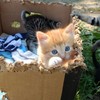 LaurelRubiLye's avatar