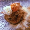 LavaCow's avatar