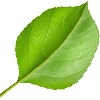 leaftype's avatar
