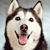 LeftDog's avatar