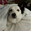 leia-border-collie's avatar