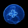 leloufei's avatar