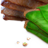 LembasWammyP03plz's avatar