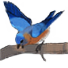 Lennonbird's avatar
