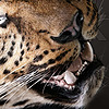 leopards00's avatar
