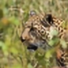 Leopardson24's avatar