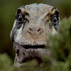 leptoceratops's avatar