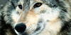 Les-loups's avatar