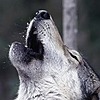lfart1972's avatar