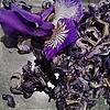 LilleKraake's avatar