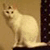 lillicat's avatar