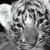 Lilypadguess's avatar