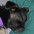 Link-Wolf's avatar