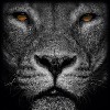 lion037's avatar