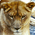 lionessplz's avatar