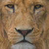 lioneyez's avatar