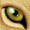 LionInDenial's avatar