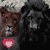 LionLovePlz's avatar