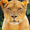 LIONSFORLIFE24365's avatar