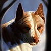 Lissiena's avatar