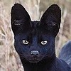 LiteratureServal94's avatar