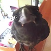Little-bugg's avatar