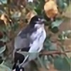 LittleButcherbird's avatar