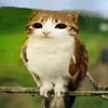 Littlecat9's avatar