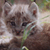LittleLynx's avatar