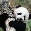 littlepandafightr's avatar