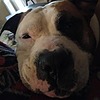 Littlermicey21's avatar